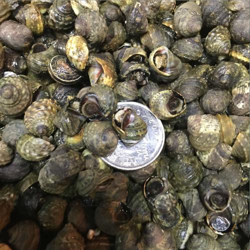 大连特产鲜活香波罗 新鲜香波螺小海螺 大连长兴市场 鲜活海鲜