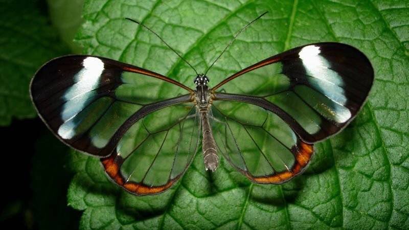 玻璃翼蝴蝶 glasswing butterfly .