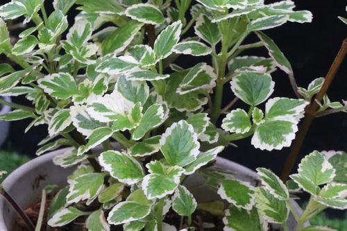 三种手一碰就会散发出香味植物,碰碰香,斑叶香妃草,香妃草