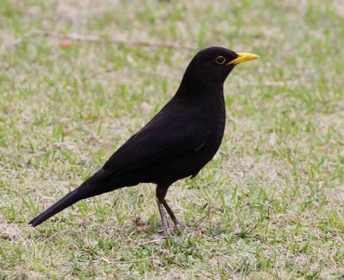 乌鸫鸟怎分公母