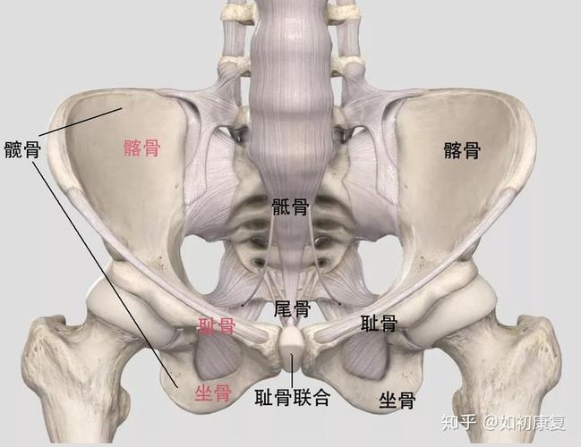 产后骨盆修复和盆底肌修复选哪一个
