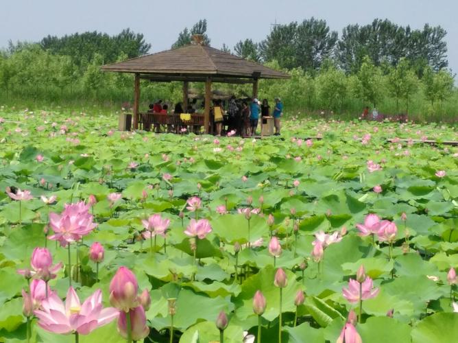不错的选择——柳壕湿地公园