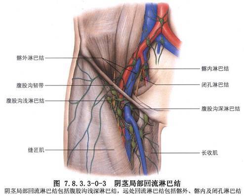 腹股沟淋巴结