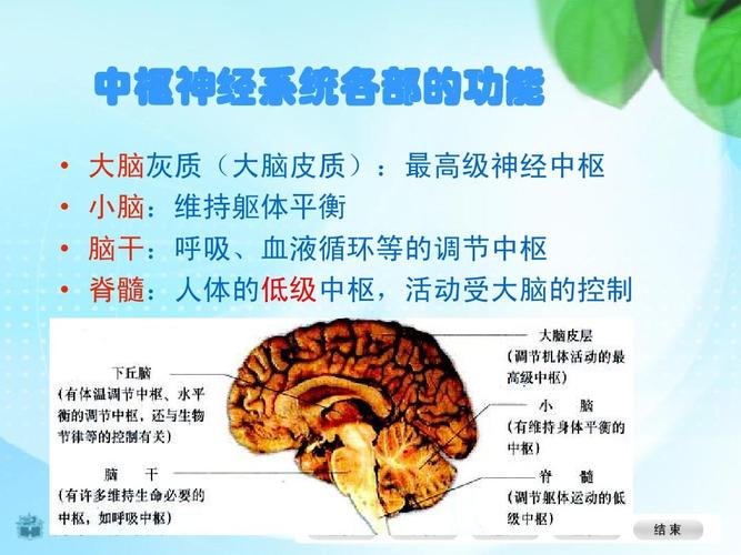 形成课件二ppt  中枢神经系统各部的功能         大脑灰质(大脑皮质)