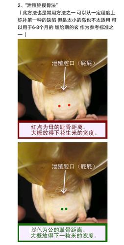 请问如何鉴定玄凤鹦鹉的性别