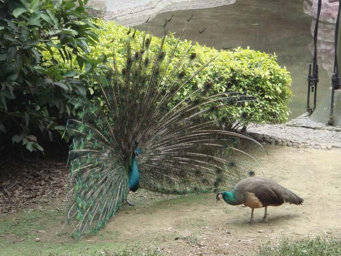 data-lemmaid="29573">孔雀 /a>属 a target="_blank" href="/item/鸡