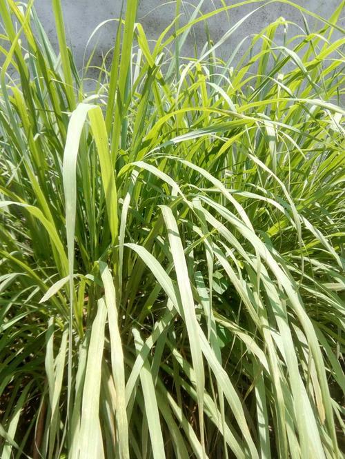 天然植物香茅草精油雄刈萱油香茅醛35%香草油日化原料油现货批发