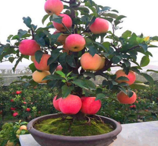 5月是栽果树的好时候,有院子别养花了,栽点果树好看好