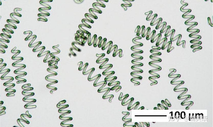 螺旋藻是如何用于一个健康的身体的