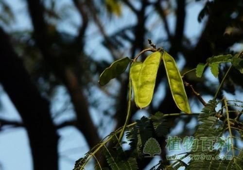 合欢树图片合欢树花期图果期图欣赏图