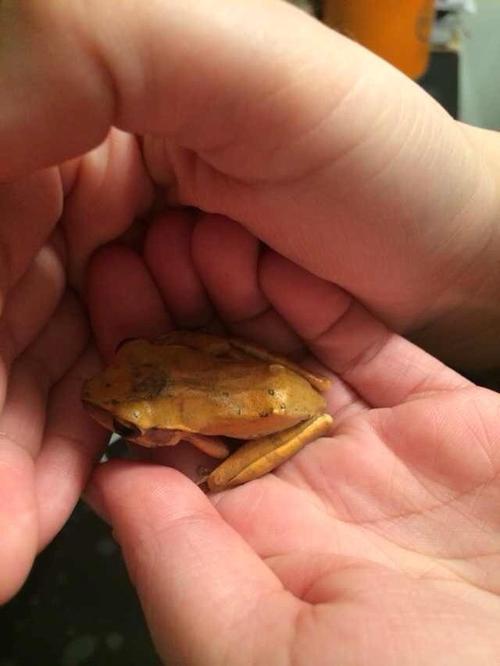 家里出现一只金色的小青蛙,请问大家有知道它是什么的吗?