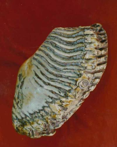 峨眉山万年寺珍藏佛牙