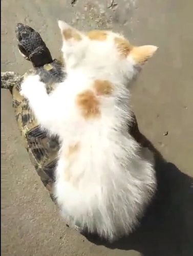 你见过出门自带坐骑的猫吗骑着乌龟巡视江山喵生赢家