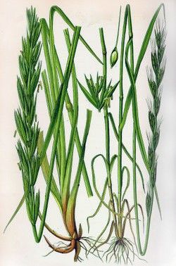 lolium temulentum l. 毒麦