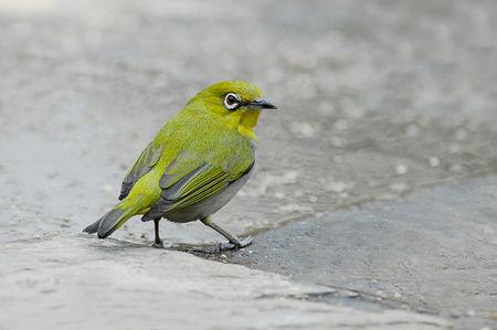 绿色沁源鸟世界的手抄报 海底世界的手抄报