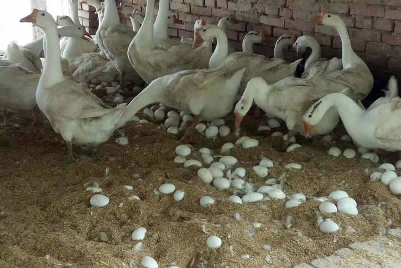 春天的鹅下蛋少,应该如何应对?这些办法养殖户们可以