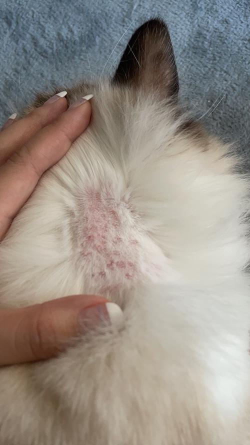 【求助】求各位看看这是猫藓吗还是什么猫咪皮肤病