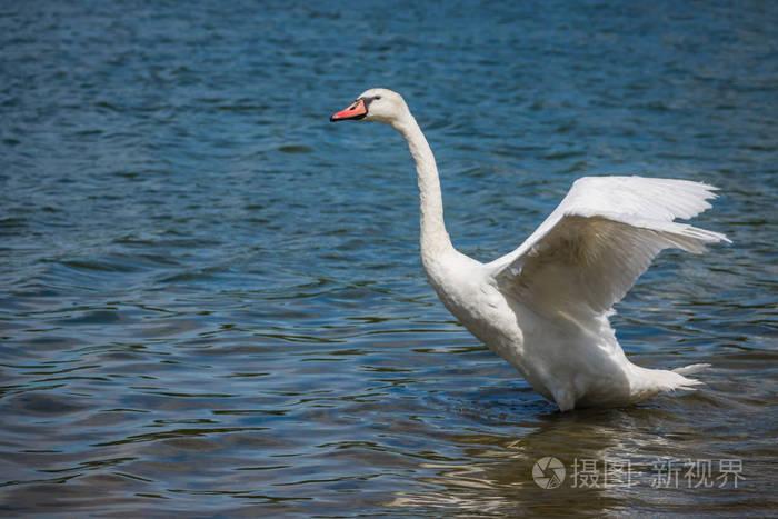 天鹅准备飞走了