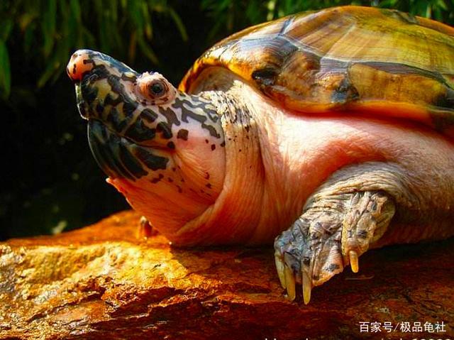 最霸气的乌龟排行