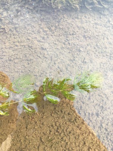 这个河里的水草是什么?