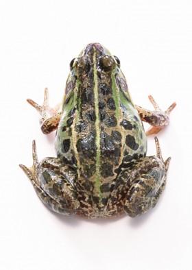 蛙类图片大全共27张