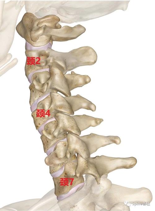 七夕节更应关注颈椎健康