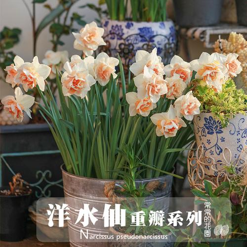 满128包邮【重瓣系列洋水仙】  3球价 复花性强 荷兰进口秋植球根