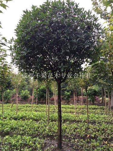 成都千蜀花木专业合作社