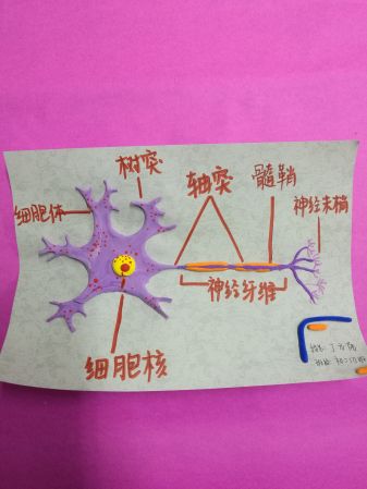 初二生物 制作神经元模型
