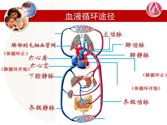 血液循环的路线
