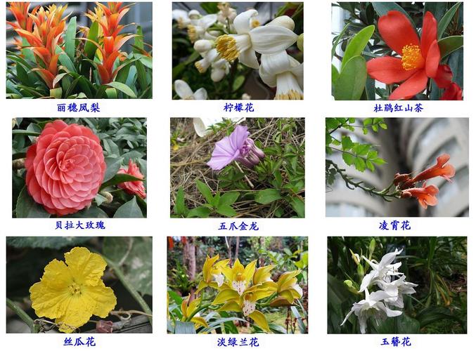 我的花卉拍摄及名称