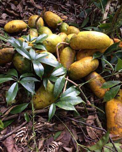 深山野果"牛卵坨",你吃过吗?