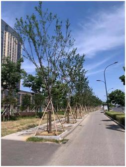 行道树整治再进行 城市路景观再提升