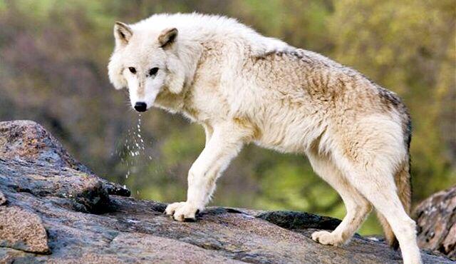 故事寺庙里有一头狼守庙十年只为报恩