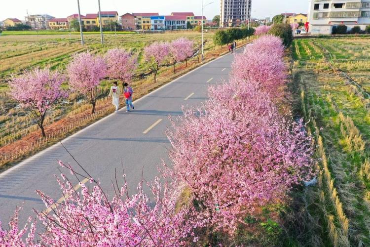 踏春赏花游|梅景如斯,周末来衡阳县梅花村赏梅吧!