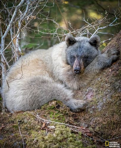 气候变暖,冰川黑熊即将踏上坎坷之路