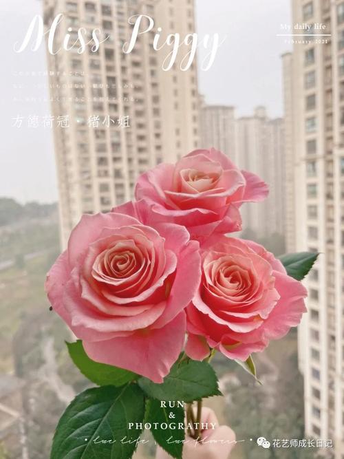 100朵玫瑰vol10珠圆玉润粉嘟嘟misspiggy猪小姐玫瑰最可爱