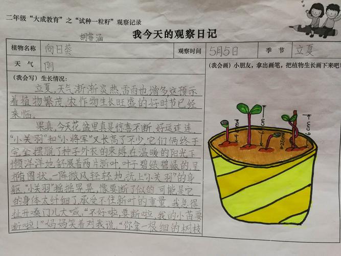 【如师附小二1班语文跨界课程】向日葵成长记 胡睿涵