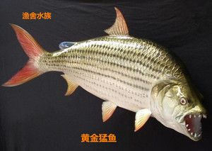 00今必成淘宝大型加拉辛凶猛鱼白金猛黄金猛哥伦比亚巨暴黄金河虎