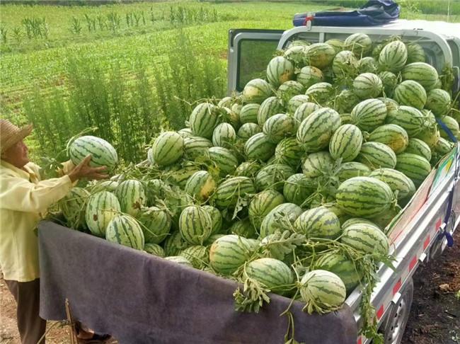 习家店镇西瓜喜丰收瓜农甜心头