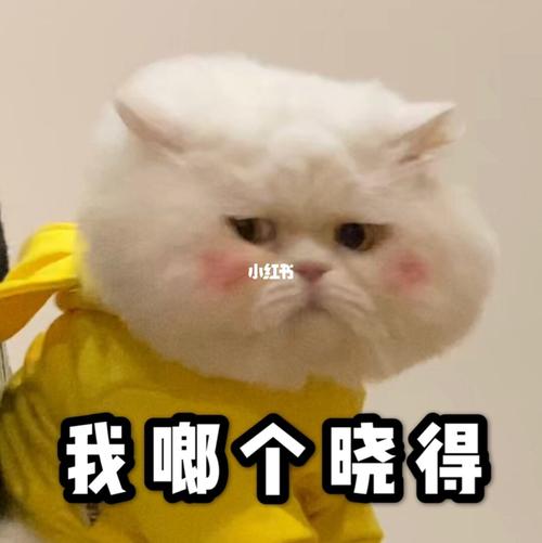 哈哈哈猫咪表情包笑死我了搞笑图片_表情包_搞笑_猫咪