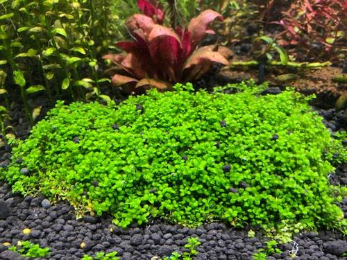 【水草】【水草】【水下叶】迷你趴地矮珍珠