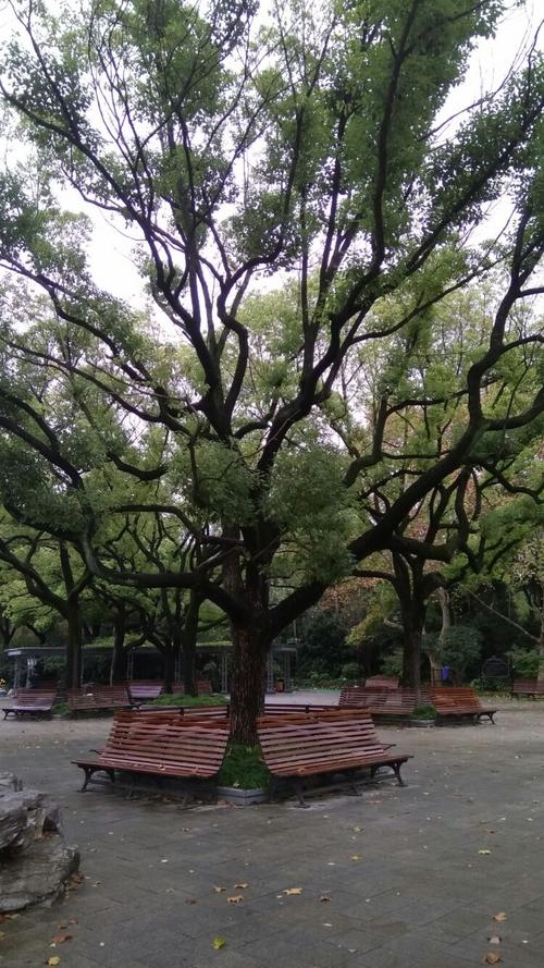 老香樟树的树叉如老树精,又黑又扭,但上帝赐给了它冬季不落叶的能力.