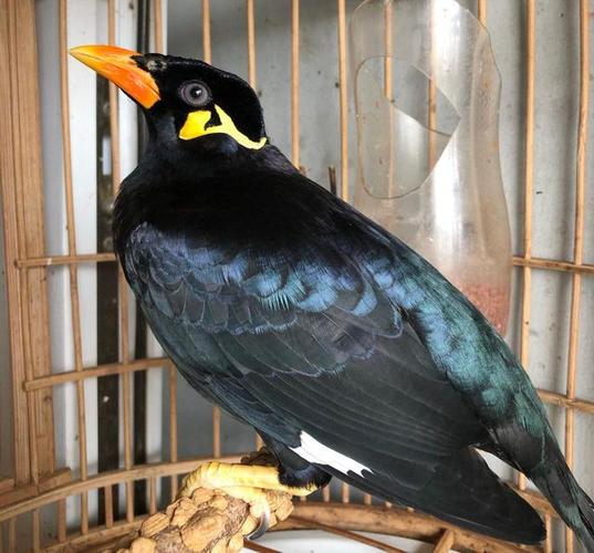 鹩哥饲养手册——从选鸟到学语