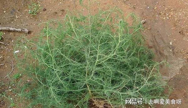 风滚草在美国泛滥成灾更是入侵全球为何在我国却很难长大