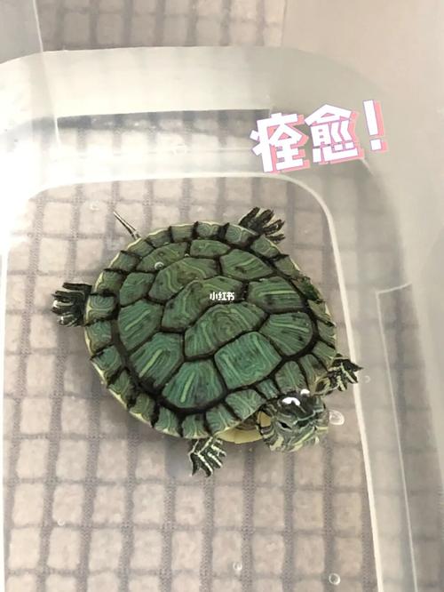 巴西龟壳上白白的病,两天全治愈啦!