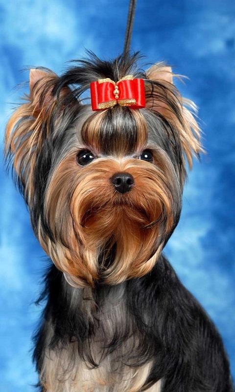 yorkshire terrier tr