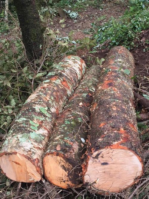 西南桦木原木,水冬瓜木原木林场直供