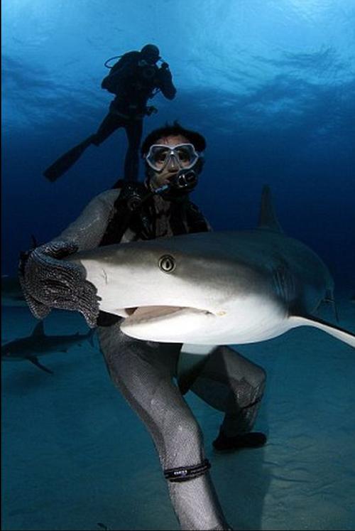 "鲨鱼专家"水下爱抚巨鲨将其催眠