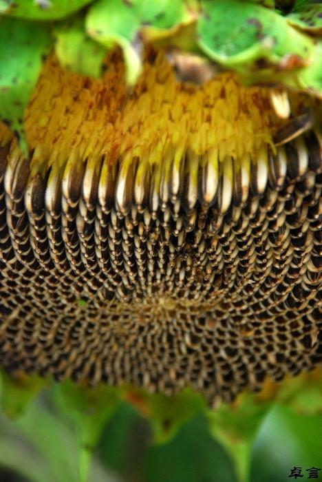 标题:华南植物园——第一次看到向日葵里的葵花籽